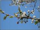 foto foto Paesaggi Collinari in Primavera